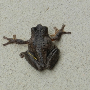 Litoria peronii at Wolumla, NSW - 26 May 2016 01:14 PM