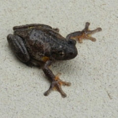 Litoria peronii at Wolumla, NSW - 26 May 2016 01:14 PM