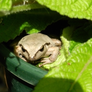 Litoria lesueuri at Wolumla, NSW - 15 Feb 2012 11:09 AM