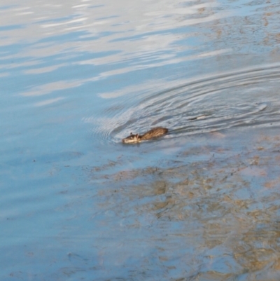 Hydromys chrysogaster (Rakali or Water Rat) at Belconnen, ACT - 27 Jun 2018 by KMcCue