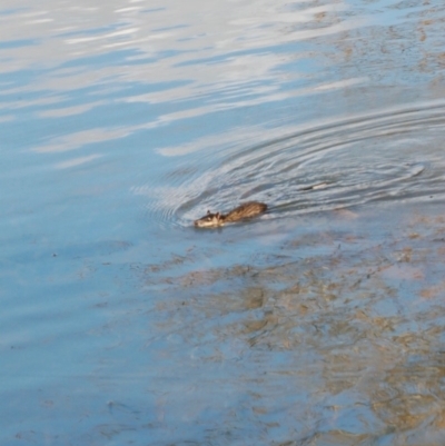 Hydromys chrysogaster (Rakali or Water Rat) at Lake Ginninderra - 27 Jun 2018 by KMcCue