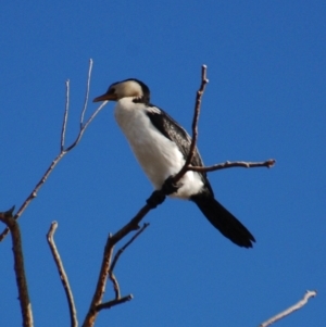 Microcarbo melanoleucos at Belconnen, ACT - 27 Jun 2018