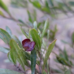 Dodonaea viscosa subsp. spatulata at Durran Durra, NSW - 27 Jun 2018