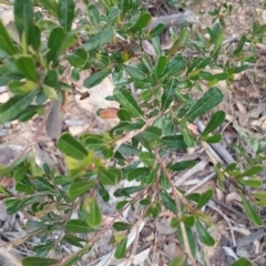 Dodonaea viscosa subsp. spatulata at Durran Durra, NSW - 27 Jun 2018