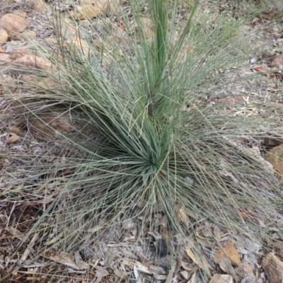 Xanthorrhoea glauca subsp. angustifolia (Grey Grass-tree) at Lower Cotter Catchment - 27 Jun 2018 by krisnash