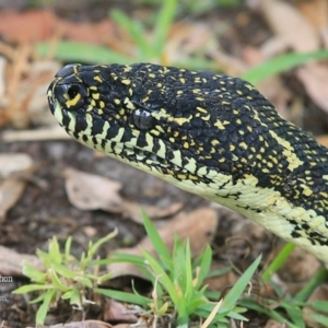 Morelia spilota spilota at Lake Conjola, NSW - 28 Oct 2015