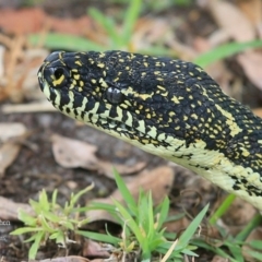 Morelia spilota spilota (Diamond Python) at Lake Conjola, NSW - 27 Oct 2015 by Charles Dove