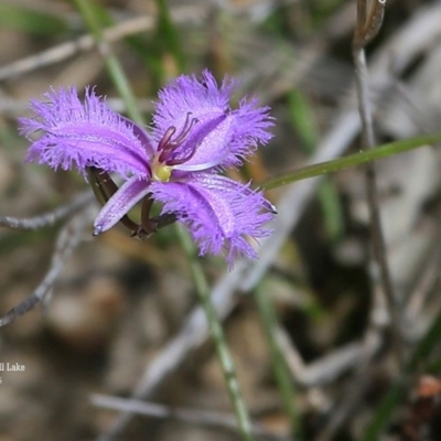 Thysanotus juncifolius (Branching Fringe Lily) at Dolphin Point, NSW - 27 Oct 2015 by CharlesDove