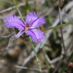 Thysanotus juncifolius (Branching Fringe Lily) at Dolphin Point, NSW - 26 Oct 2015 by Charles Dove