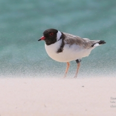 Charadrius rubricollis (Hooded Plover) at Conjola Bushcare - 29 Oct 2015 by Charles Dove