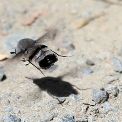 Meomyia sericans (Black & Grey true Bee Fly) at Conjola Bushcare - 26 Oct 2015 by CharlesDove