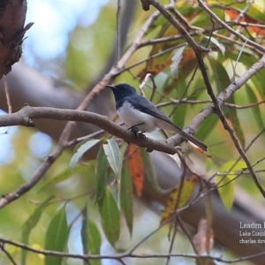 Myiagra rubecula at Lake Conjola, NSW - 29 Oct 2015