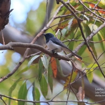 Myiagra rubecula (Leaden Flycatcher) at Conjola Bushcare - 28 Oct 2015 by Charles Dove