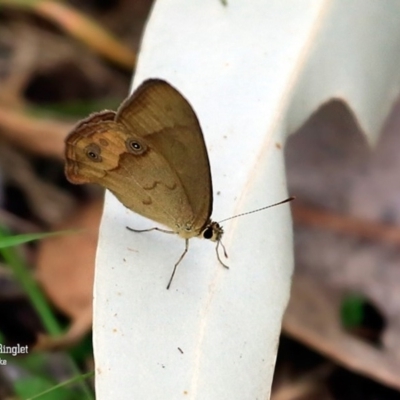 Hypocysta metirius (Brown Ringlet) at Meroo National Park - 26 Oct 2015 by Charles Dove