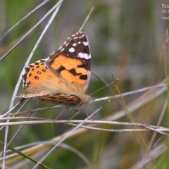 Vanessa kershawi (Australian Painted Lady) at Morton National Park - 28 Oct 2015 by CharlesDove