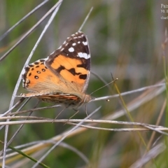 Vanessa kershawi (Australian Painted Lady) at Morton National Park - 27 Oct 2015 by Charles Dove
