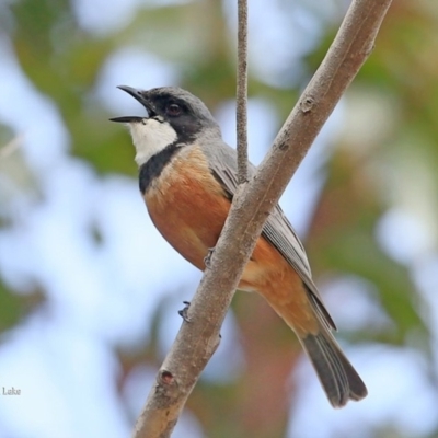 Pachycephala rufiventris (Rufous Whistler) at Dolphin Point, NSW - 26 Oct 2015 by Charles Dove