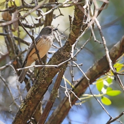 Pachycephala rufiventris (Rufous Whistler) at Narrawallee Creek Nature Reserve - 28 Oct 2015 by Charles Dove