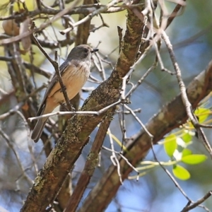 Pachycephala rufiventris at Narrawallee Creek Nature Reserve - 29 Oct 2015