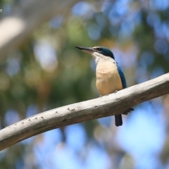 Todiramphus sanctus (Sacred Kingfisher) at Lake Conjola, NSW - 28 Oct 2015 by Charles Dove