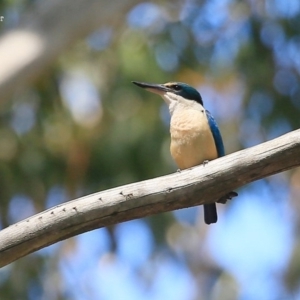 Todiramphus sanctus at Lake Conjola, NSW - 29 Oct 2015