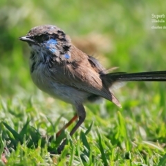 Malurus lamberti (Variegated Fairywren) at Coomee Nulunga Cultural Walking Track - 24 Oct 2015 by Charles Dove