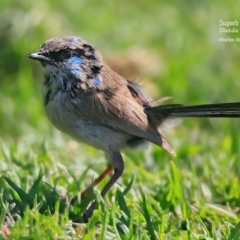 Malurus lamberti (Variegated Fairywren) at Ulladulla, NSW - 24 Oct 2015 by Charles Dove