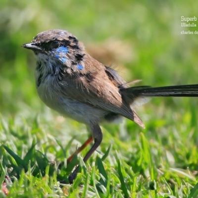 Malurus lamberti (Variegated Fairywren) at Ulladulla, NSW - 24 Oct 2015 by Charles Dove