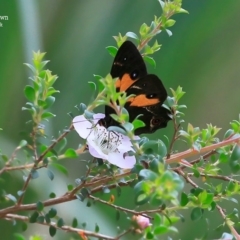 Tisiphone abeona (Varied Sword-grass Brown) at Morton National Park - 27 Oct 2015 by Charles Dove