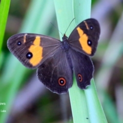 Tisiphone abeona (Varied Sword-grass Brown) at Wairo Beach and Dolphin Point - 25 Oct 2015 by Charles Dove