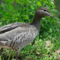 Chenonetta jubata (Australian Wood Duck) at Lake Conjola, NSW - 29 Oct 2015 by CharlesDove
