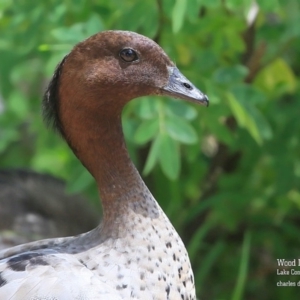 Chenonetta jubata at Lake Conjola, NSW - 29 Oct 2015