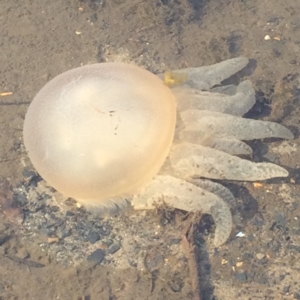 Catostylus mosaicus at Lake Curalo - 27 Jun 2018 03:09 PM