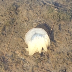 Catostylus mosaicus at Lake Curalo - 27 Jun 2018 03:09 PM