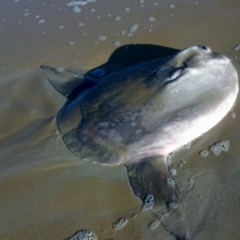 Mola mola (Ocean Sunfish) at Eden, NSW - 20 Jun 2014 by carolw44