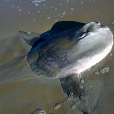 Mola mola (Ocean Sunfish) at Eden, NSW - 19 Jun 2014 by carolw44