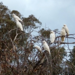 Cacatua sanguinea (Little Corella) at Hughes, ACT - 27 Jun 2018 by JackyF