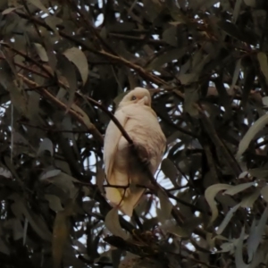 Cacatua sanguinea at Hughes, ACT - 27 Jun 2018 04:54 PM