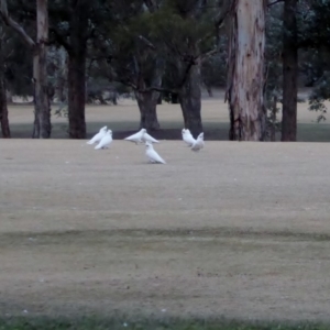 Cacatua sanguinea at Hughes, ACT - 27 Jun 2018 04:54 PM