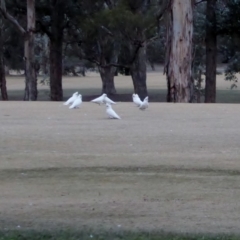 Cacatua sanguinea at Hughes, ACT - 27 Jun 2018