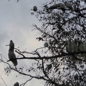 Cacatua sanguinea at Hughes, ACT - 27 Jun 2018