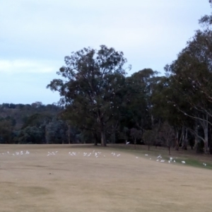 Cacatua sanguinea at Hughes, ACT - 27 Jun 2018 04:54 PM