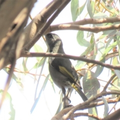 Phylidonyris pyrrhopterus (Crescent Honeyeater) at Fadden, ACT - 27 Jun 2018 by KumikoCallaway