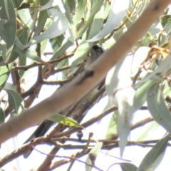 Phylidonyris pyrrhopterus at Fadden, ACT - 27 Jun 2018 11:04 AM