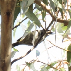 Phylidonyris pyrrhopterus at Fadden, ACT - 27 Jun 2018 11:04 AM