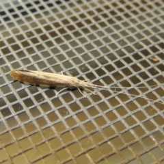 Leptoceridae sp. (family) (Long-horned caddisfly) at Conder, ACT - 11 Jan 2018 by MichaelBedingfield