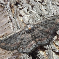 Pholodes sinistraria (Sinister or Frilled Bark Moth) at Pollinator-friendly garden Conder - 10 Jan 2018 by michaelb