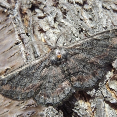 Pholodes sinistraria (Sinister or Frilled Bark Moth) at Conder, ACT - 11 Jan 2018 by MichaelBedingfield