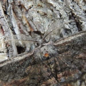 Pholodes sinistraria at Conder, ACT - 11 Jan 2018 08:59 AM