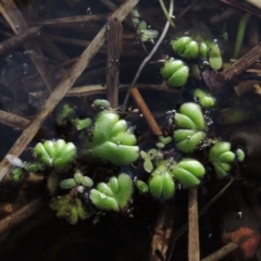 Ricciocarpos natans (Floating Liverwort) at Fyshwick, ACT - 20 Jun 2018 by MichaelBedingfield